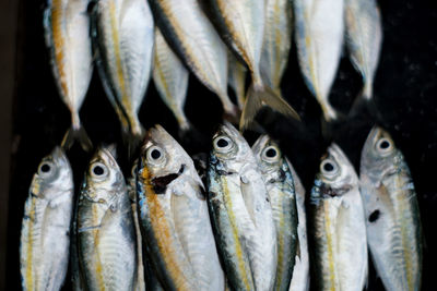 Close-up of fish for sale in market