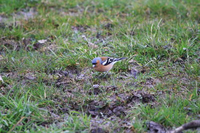 Bird perching on a field