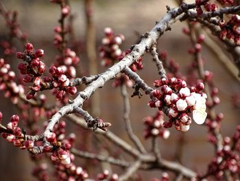 Close-up of berries on tree