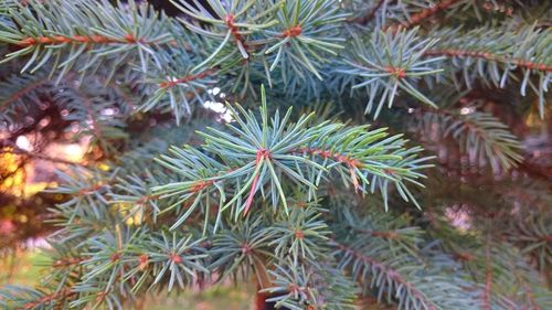 Close-up of pine tree