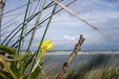 Close-up of flowering plants on field against sky