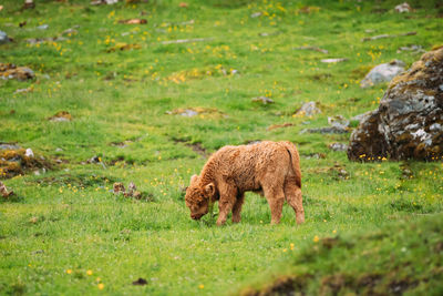 Sheep grazing in a field