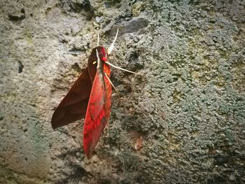 High angle view of red crab on sand