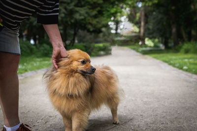 Portrait of a woman and a pomeranian in the park.