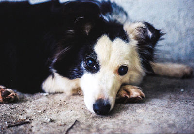 Close-up portrait of dog lying down