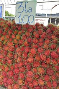 Close-up of red flowers