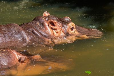 Close-up of turtle swimming in lake