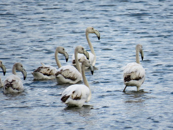 Swans and ducks swimming in lake