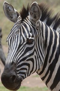 Close-up of zebra on field