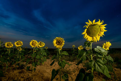 Yellow flowering plants on field against sky