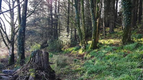 Trees in forest