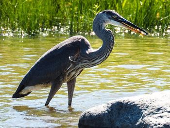 High angle view of gray heron standing by lake