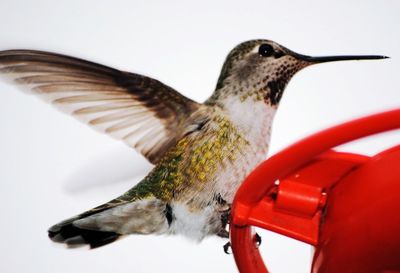 Close-up of hummingbird flying by feeder