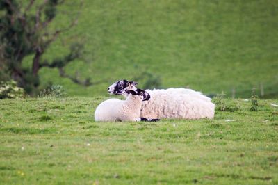 Sheep in a field