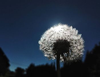 Close-up of dandelion flower against blurred background