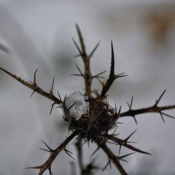 dead plant