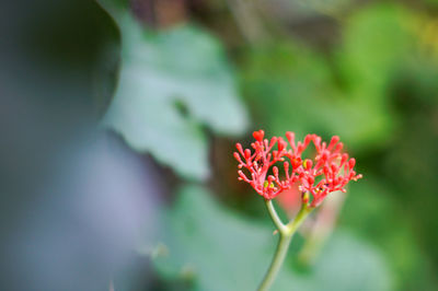 Close-up of red rose flower