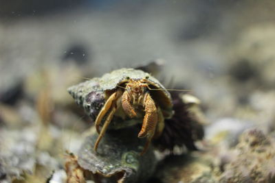 Close-up of hermit crab on field