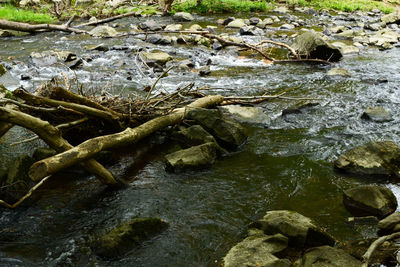 Close-up of snake on rock in water