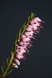 Close-up of pink flower against black background