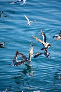 Seagulls flying in the water
