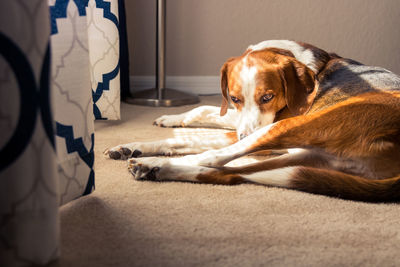 Close-up of dog sleeping at home