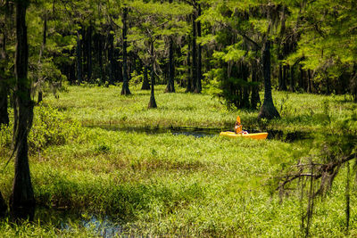 Trees on grassy field in forest