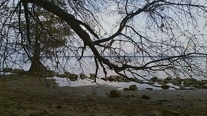 VIEW OF TREE ON BEACH AGAINST SKY