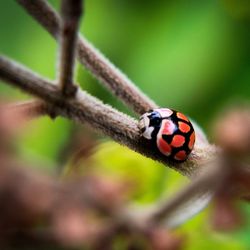 Close-up of ladybug on leaf