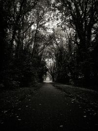 Empty road along trees