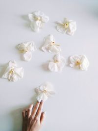 Close-up of flowers over white background