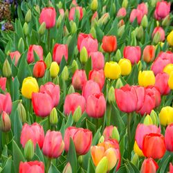 Close-up of tulips in field