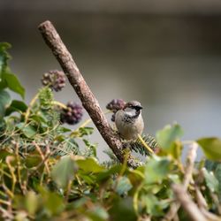 Close-up of sparrow perching outdoors