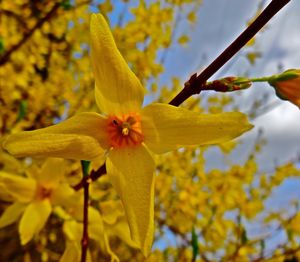 Close-up of fresh yellow flowers