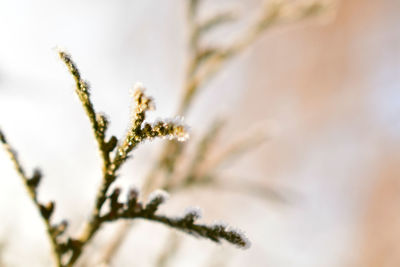 Close-up of plant