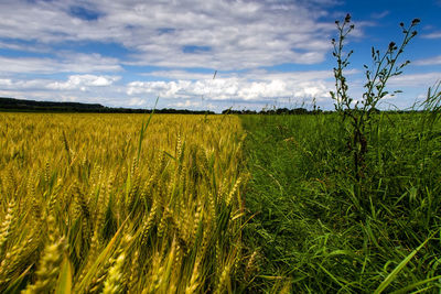 Scenic view of wheat field against sky