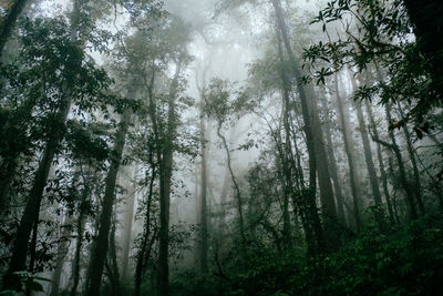 Low angle view of bamboo trees in forest