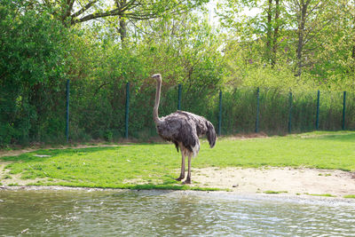 Bird standing in a lake