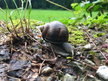 Close-up of snail on ground