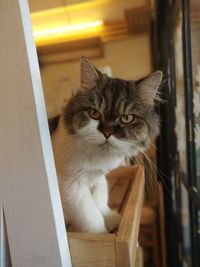 Close-up portrait of a cat