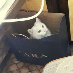 pets