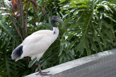 Bird perching on a railing