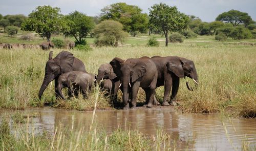 Elephants getting a drink from a watering hole