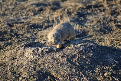 Prairie dog genus cynomys ludovicianus broomfield colorado denver boulder. united states.