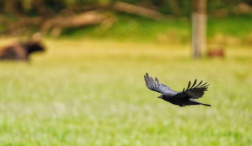 Bird flying in a field