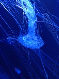 Close-up of jellyfish in water