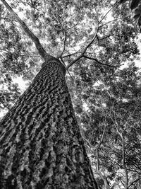 Low angle view of tree