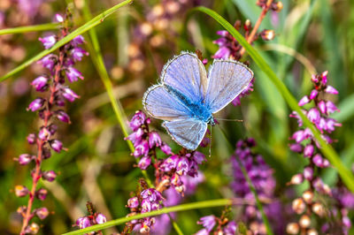 Close-up of butterfly pollinating on purple flower