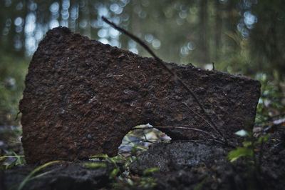 Close-up of tree trunk in forest