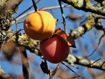 Low angle view of fruits on tree against sky